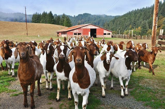 Best Goat Meat Exporter in Kenya