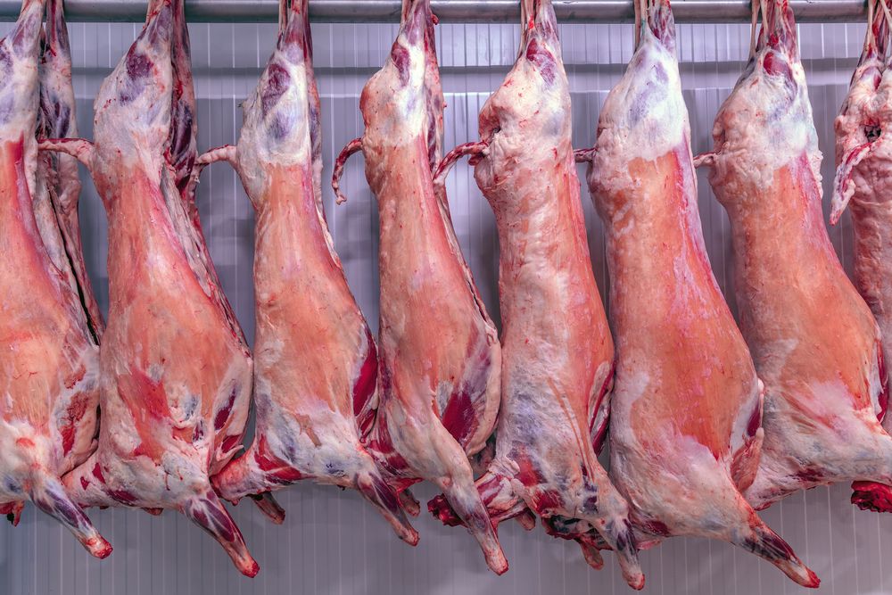 Best Goat Meat Exporter in Kenya