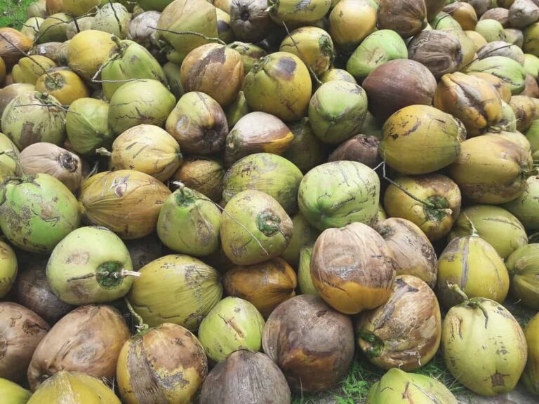 Coconut Export from Kenya to Dubai