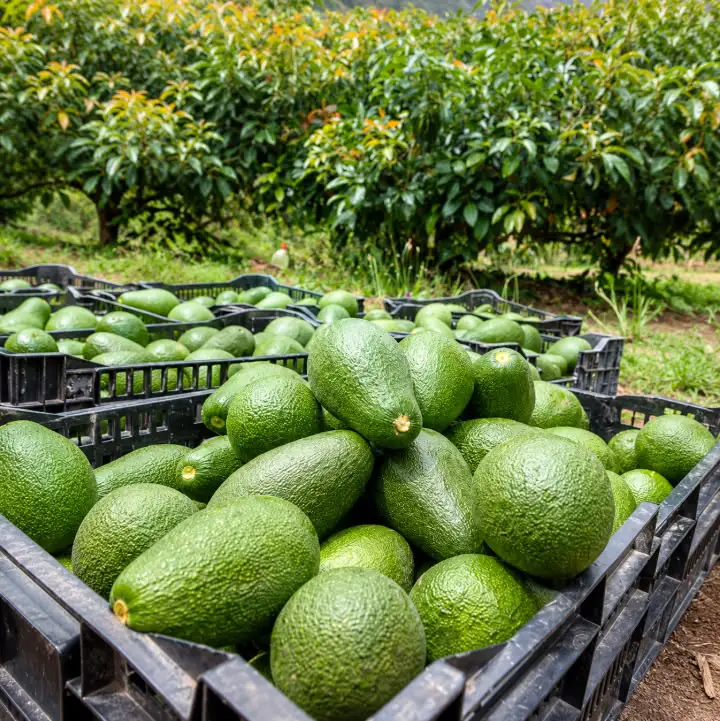 Fresh Avocado Export to Dubai