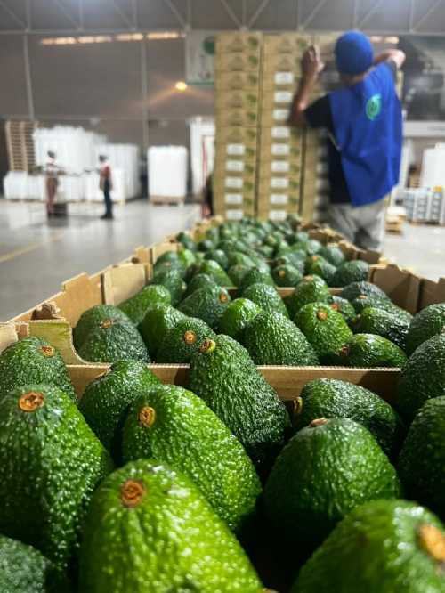 Fresh Avocado Export to Dubai